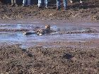 Mudfight1_.JPG