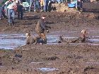 Mudfight2_.JPG