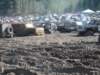 mud2010138_small.jpg